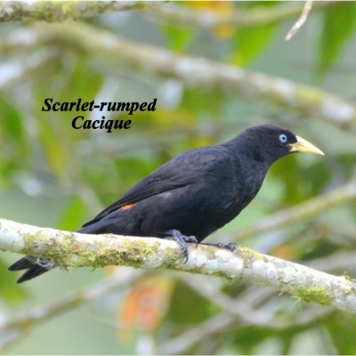 Scarlet-rumped Cacique